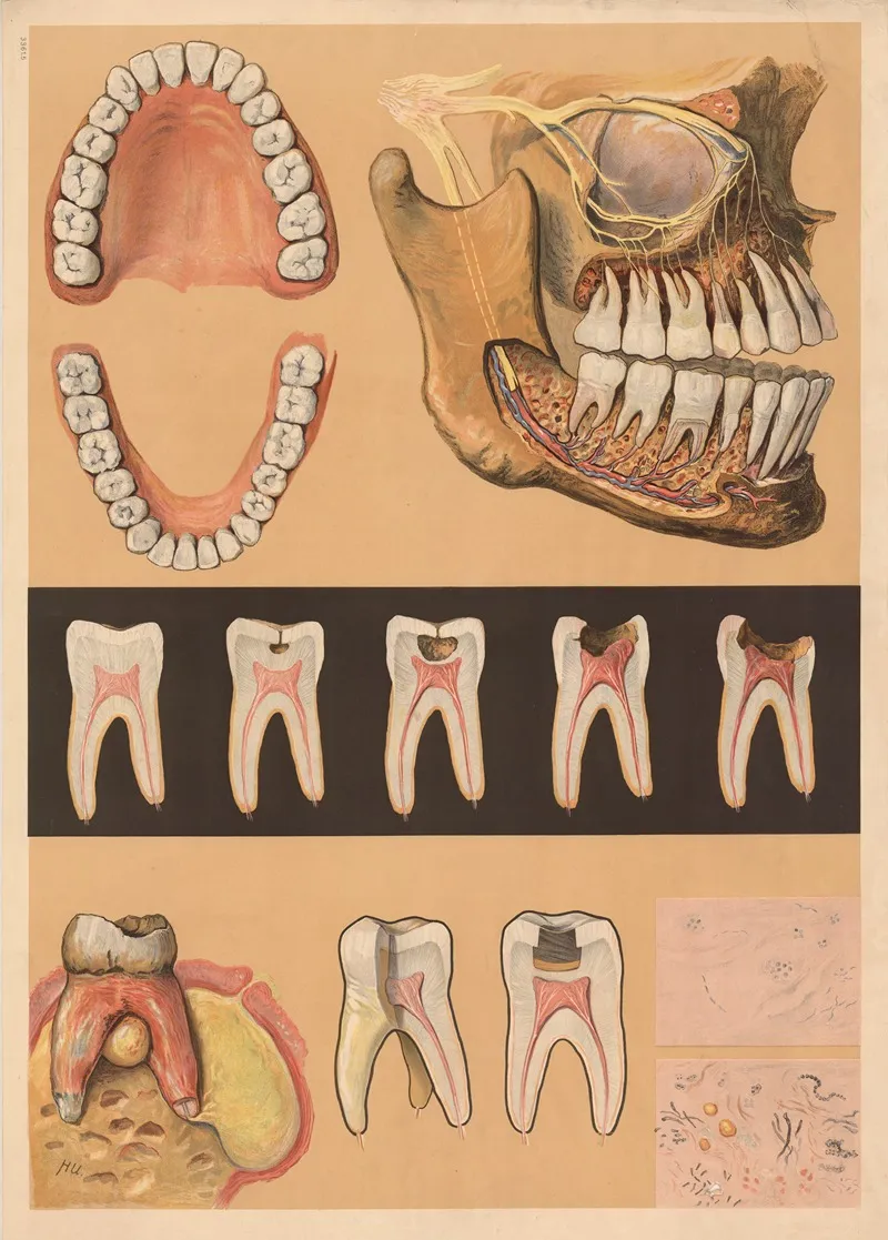 Meinholds Dental Chart