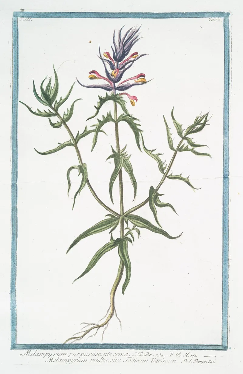Melampyrum Purpurascente Coma Melampyrum Multis Sive Triticum Vacinum Purple Cow Wheat