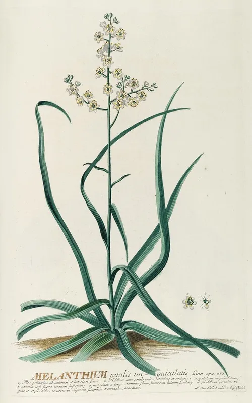 Melanthium