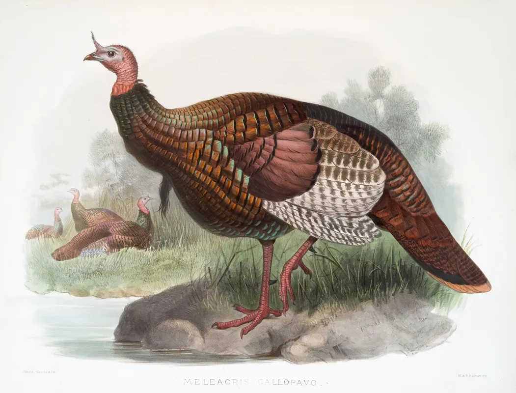 Meleagris Gallopavo 2 by Joseph Smit - Canvas Print