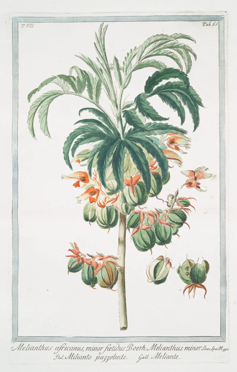 Melianthus Africanus Minor Foetidus Boerh Melianthus Minor Milianto Puzzolente Meliante