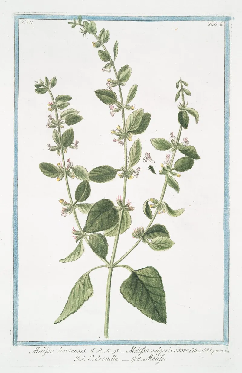 Melissa Hortensis Melissa Vulgaris Odore Citri Cedronella Melisse Lemon Balm