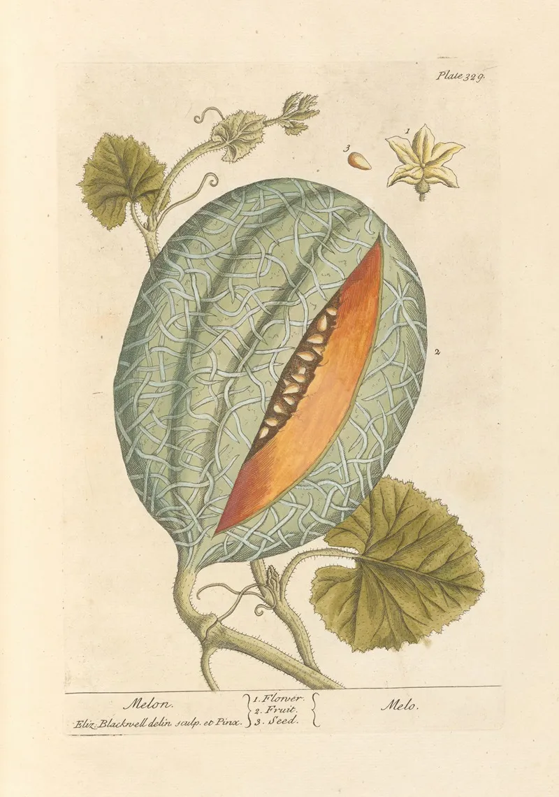 Melon 3