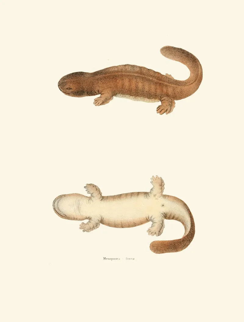 Menopoma Fusca by John Edwards Holbrook - Canvas Print