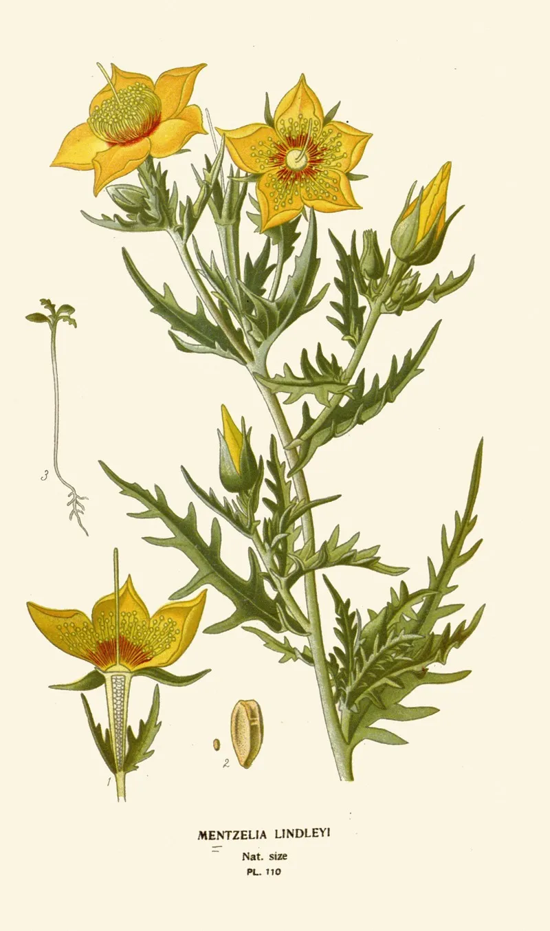 Mentzelia Lindleyi by Edward Step - Canvas Print
