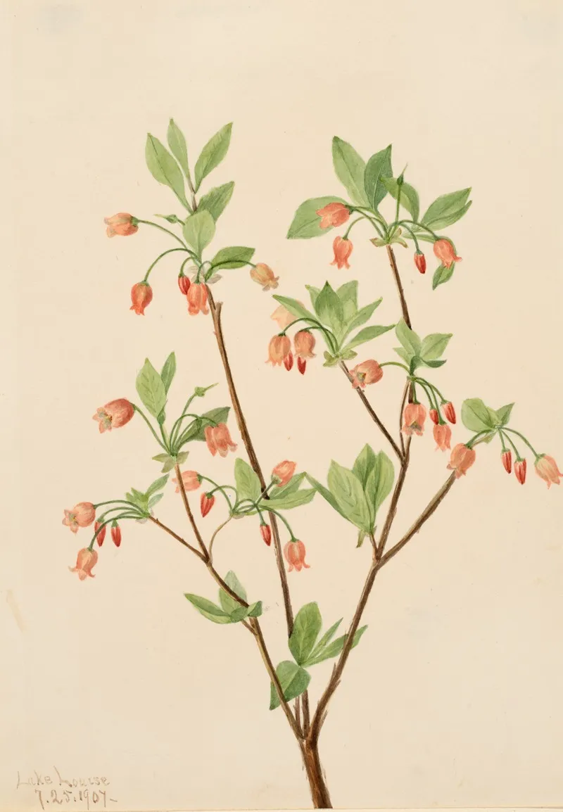 Menziesea Menziesea Glabella