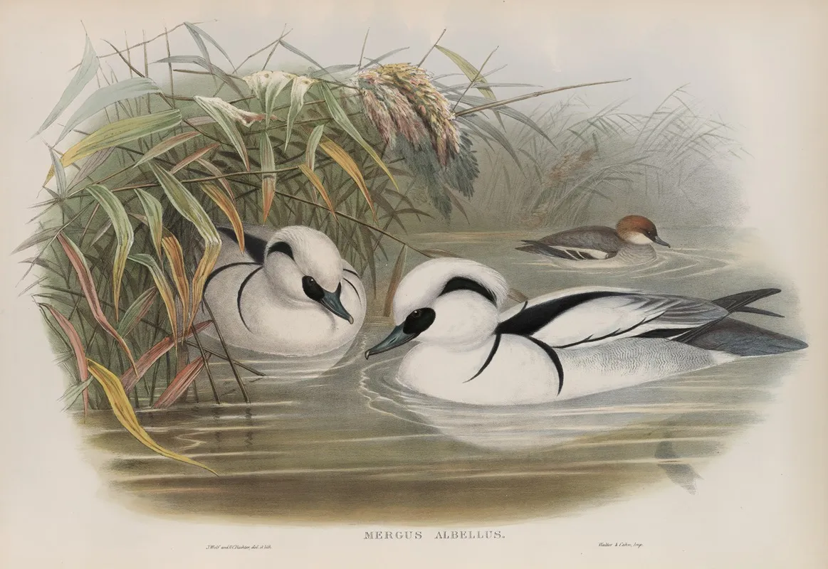 Mergus Umbellus