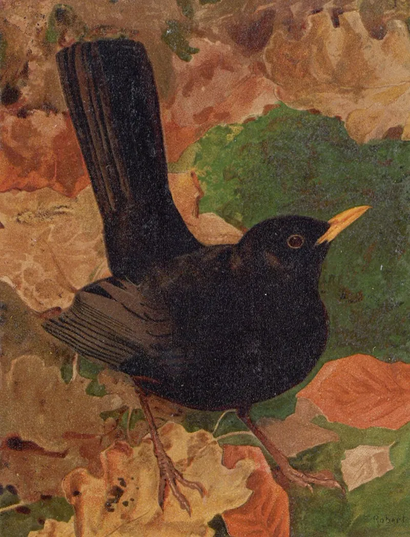 Merle Noir by Léo-Paul Robert - Canvas Print