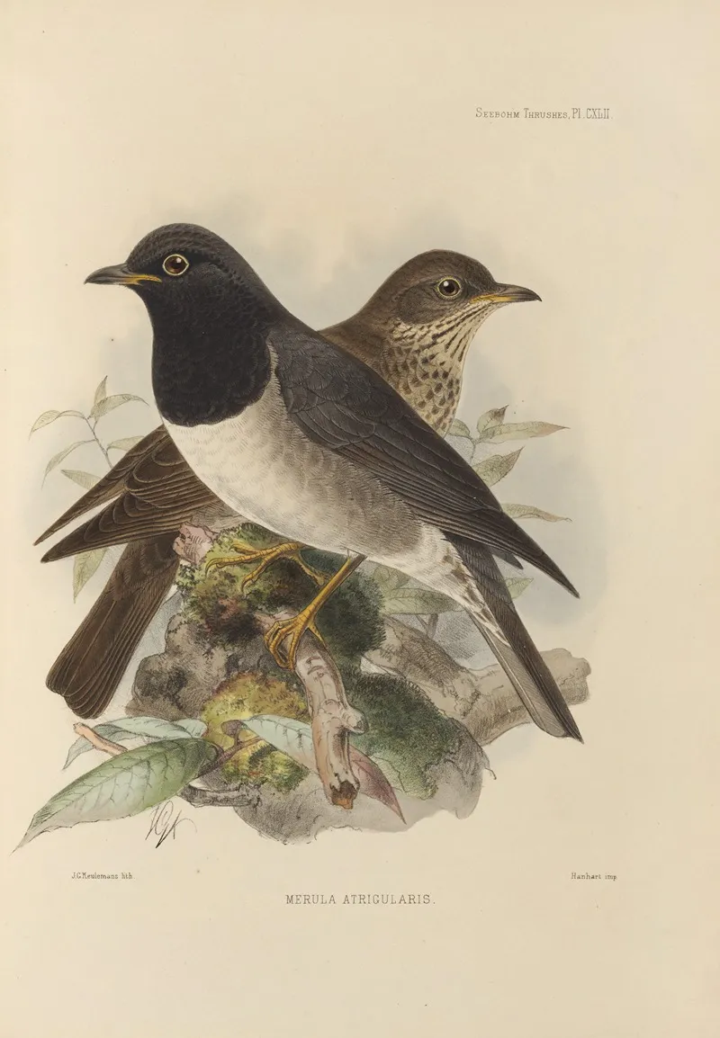 Merula Atrigularis by Henry Seebohm - Canvas Print