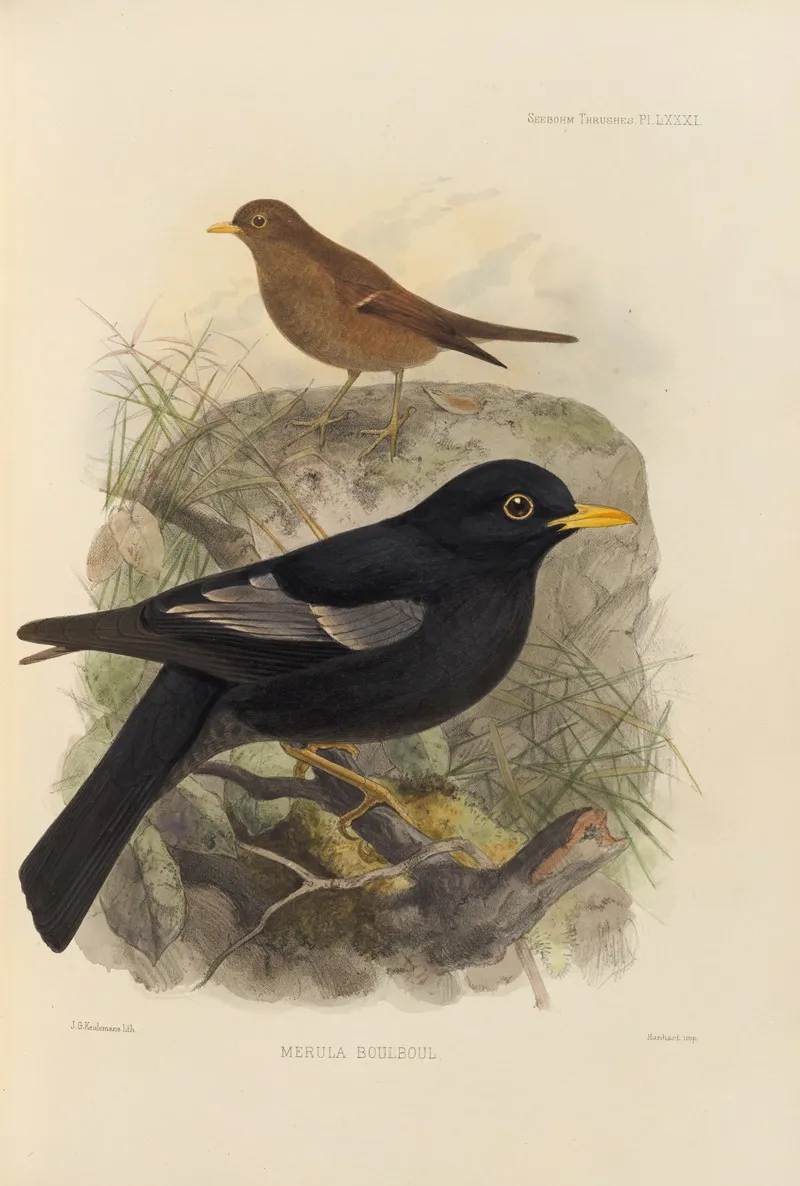 Merula Boulboul by Henry Seebohm - Canvas Print