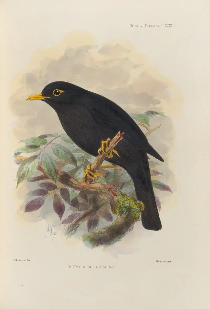 Merula Bourdilloni by Henry Seebohm - Canvas Print