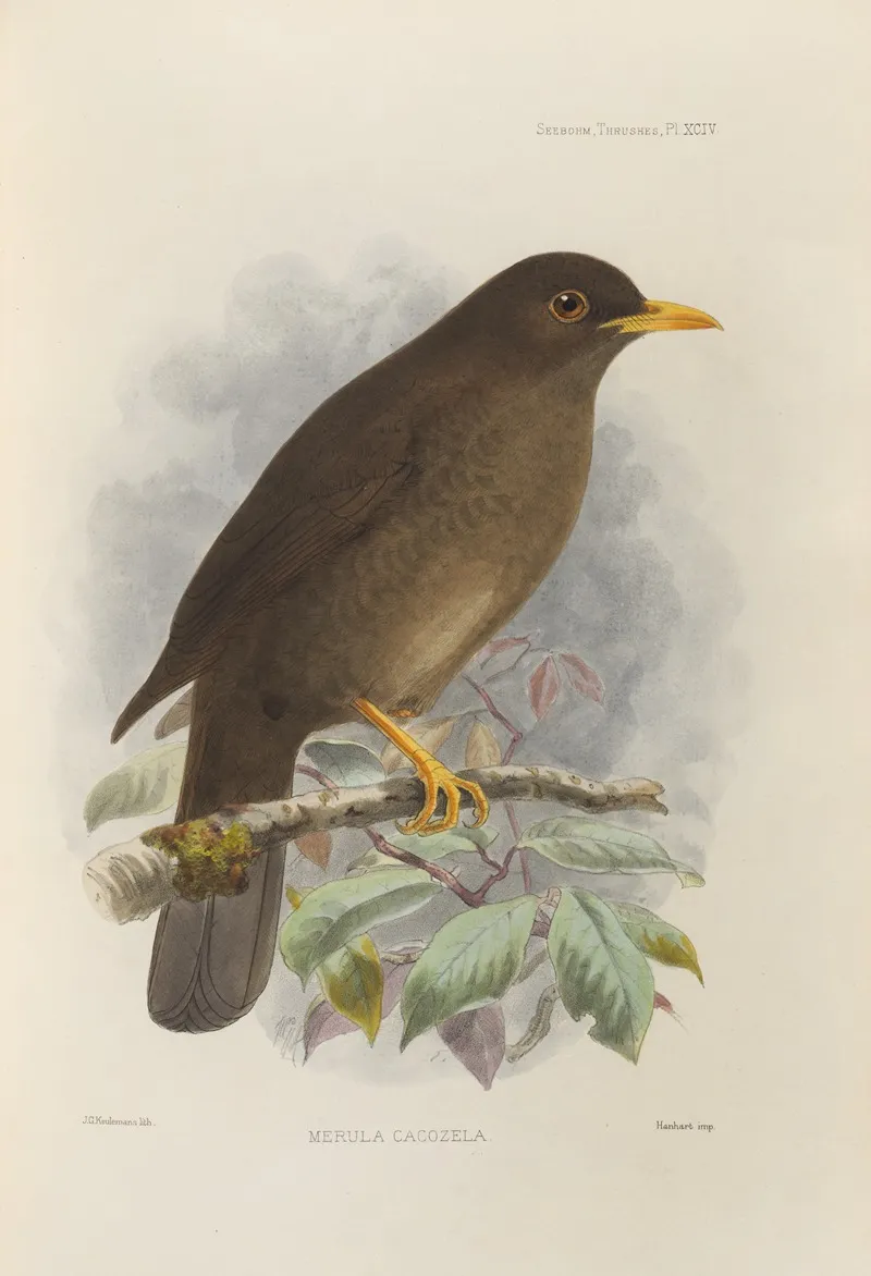 Merula Cacozela by Henry Seebohm - Canvas Print