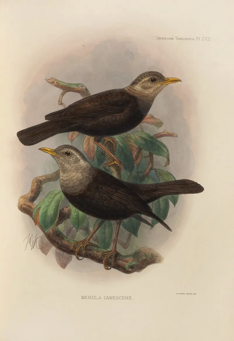 Merula Canescens by Henry Seebohm - Canvas Print