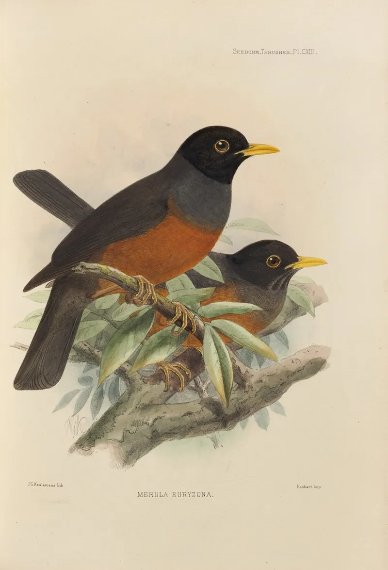 Merula Euryzona by Henry Seebohm - Canvas Print