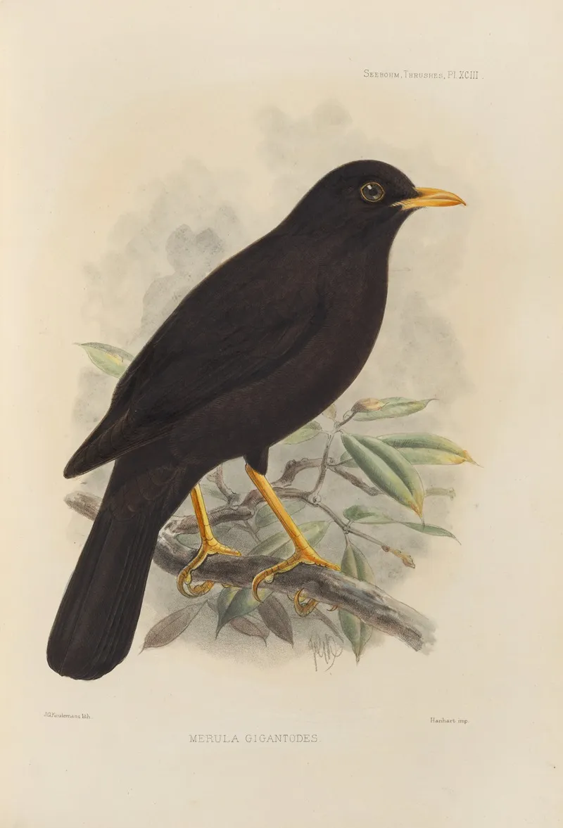 Merula Gigantodes by Henry Seebohm - Canvas Print