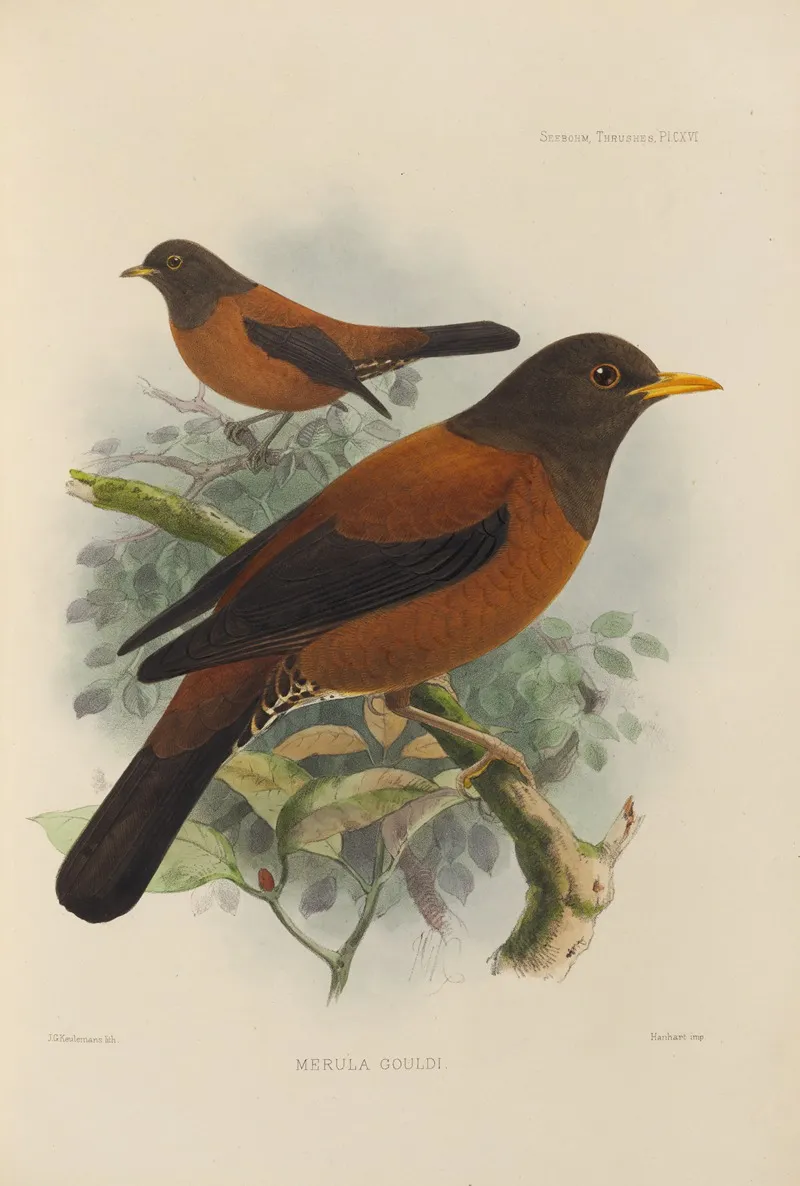 Merula Gouldi by Henry Seebohm - Canvas Print