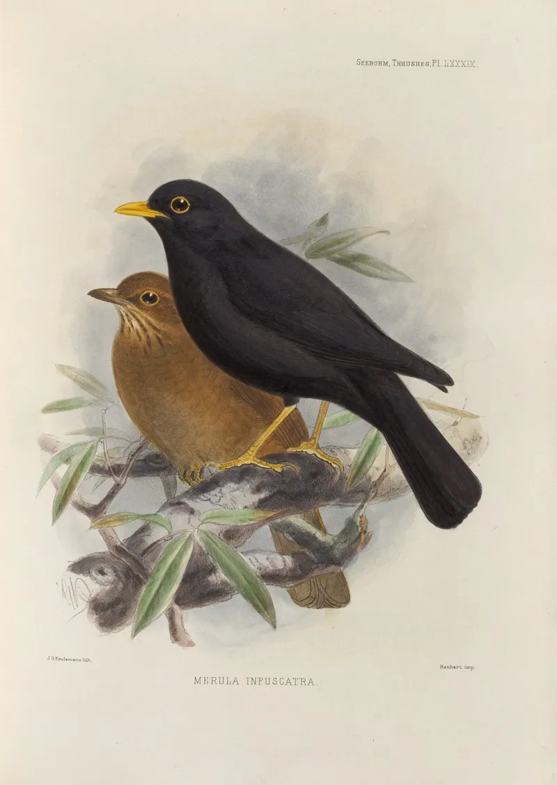 Merula Infuscata by Henry Seebohm - Canvas Print