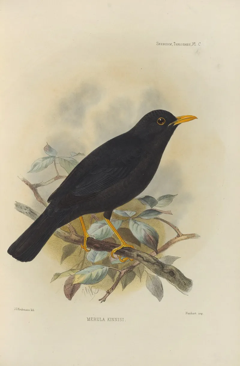 Merula Kinnisi by Henry Seebohm - Canvas Print