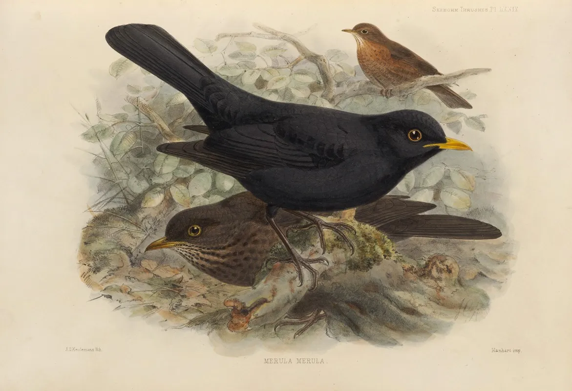 Merula Merula by Henry Seebohm - Canvas Print