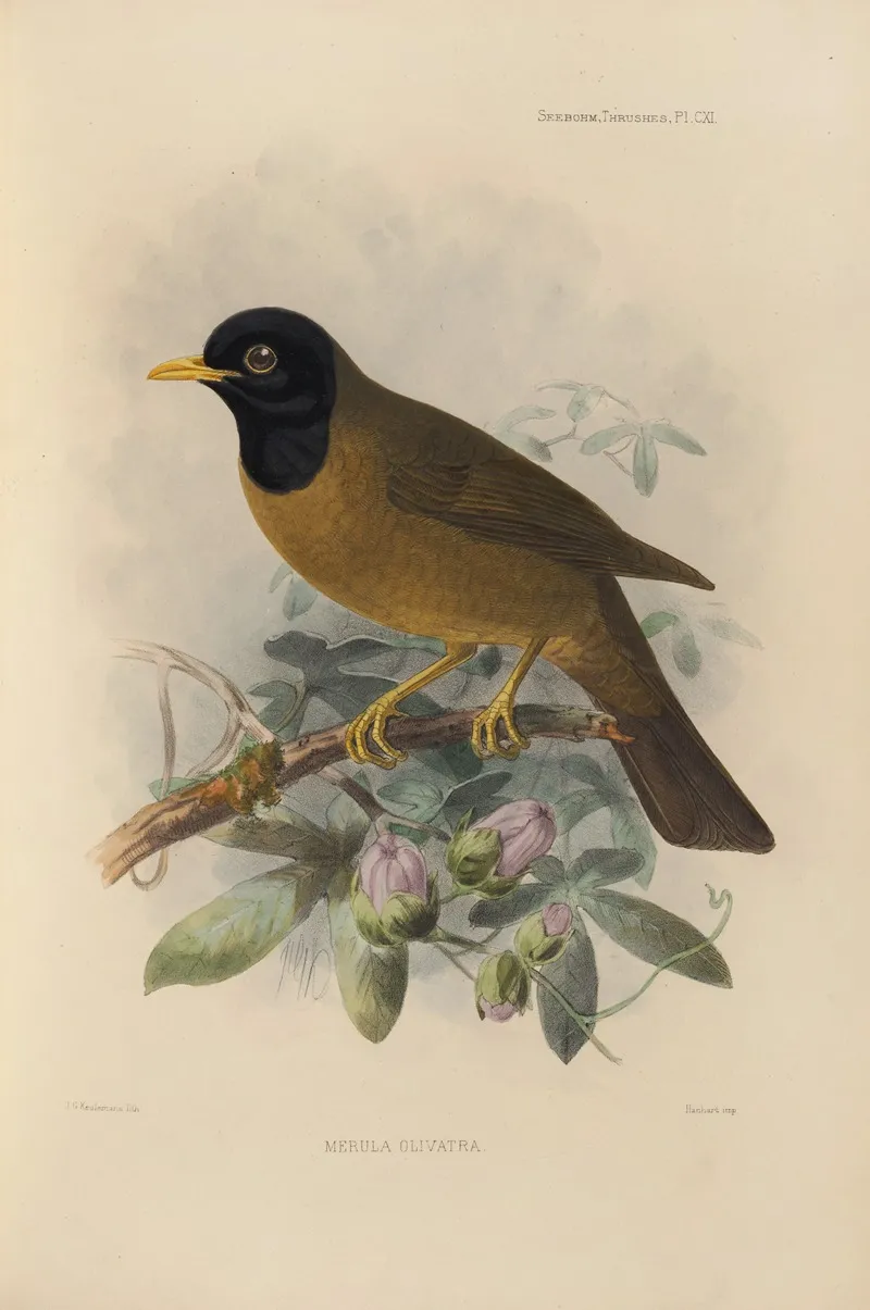 Merula Olivatra by Henry Seebohm - Canvas Print