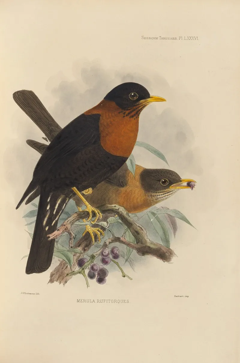 Merula Rufitorques by Henry Seebohm - Canvas Print