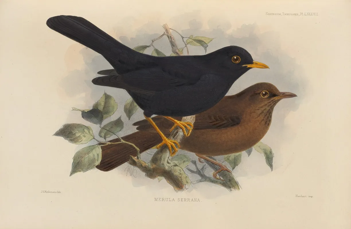 Merula Serrana by Henry Seebohm - Canvas Print