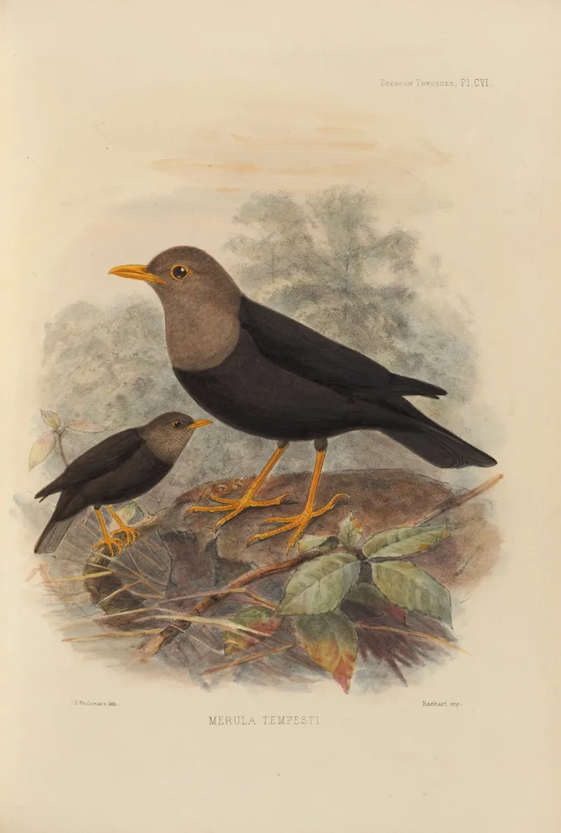 Merula Tempesti by Henry Seebohm - Canvas Print