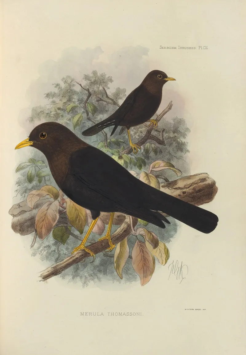 Merula Thomassoni by Henry Seebohm - Canvas Print