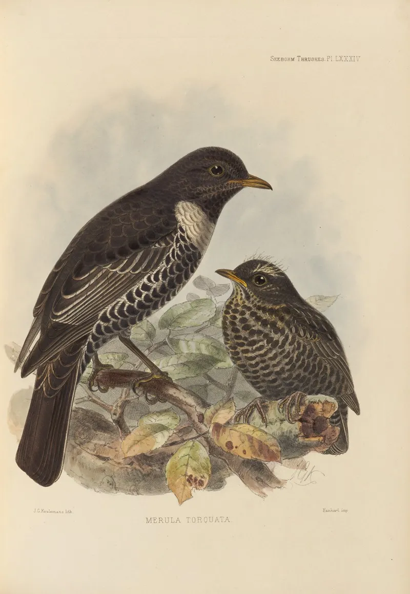 Merula Torquata by Henry Seebohm - Canvas Print