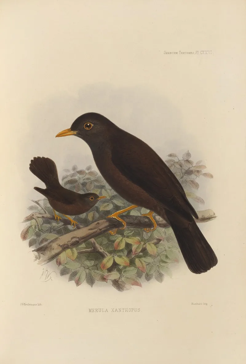 Merula Xanthopus by Henry Seebohm - Canvas Print