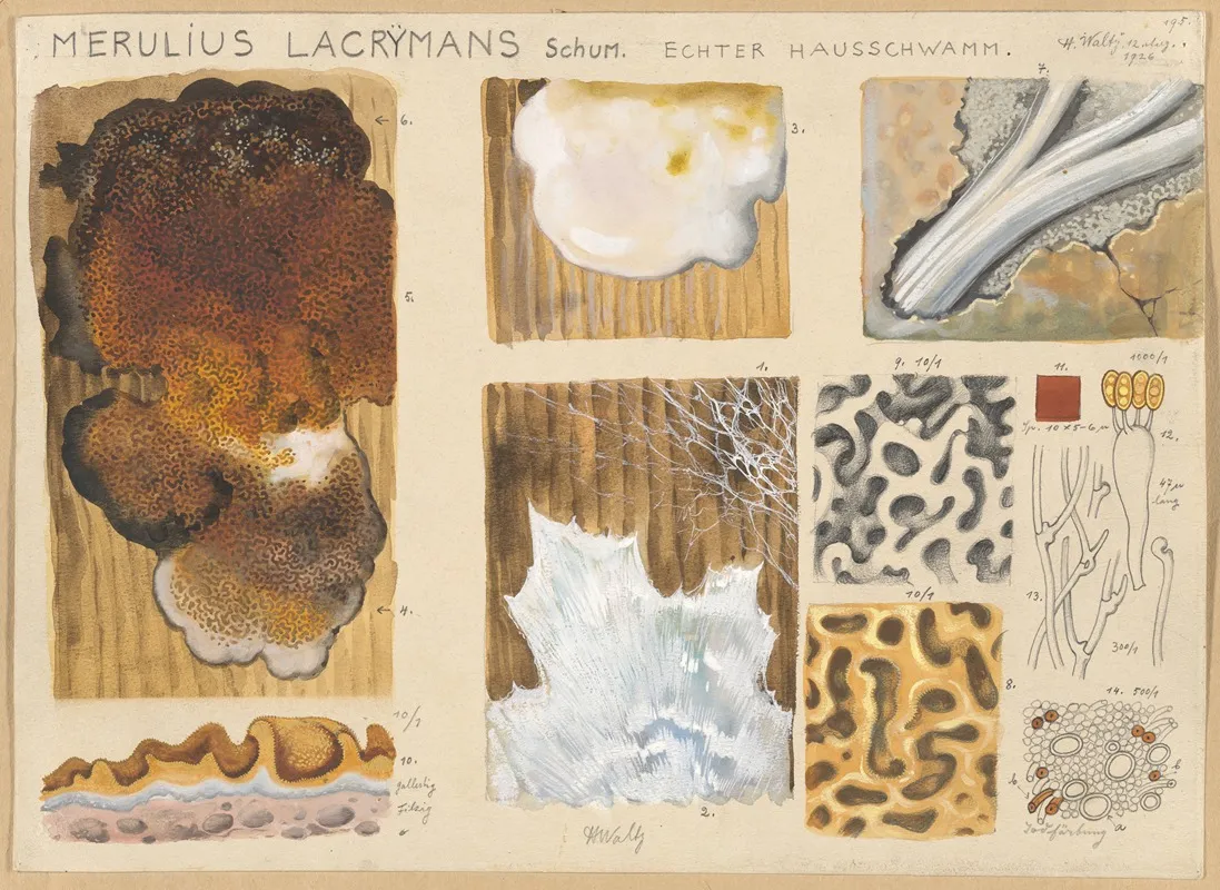 Merulius Lacrymans Schum