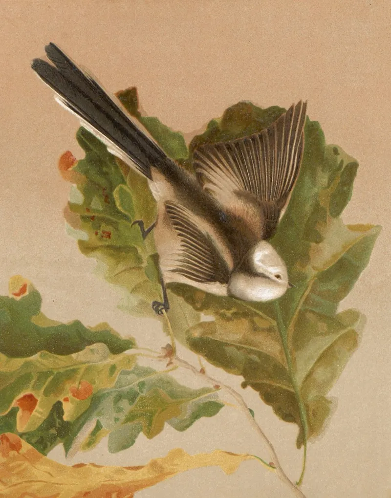 Mesange A Longue Queue by Léo-Paul Robert - Canvas Print