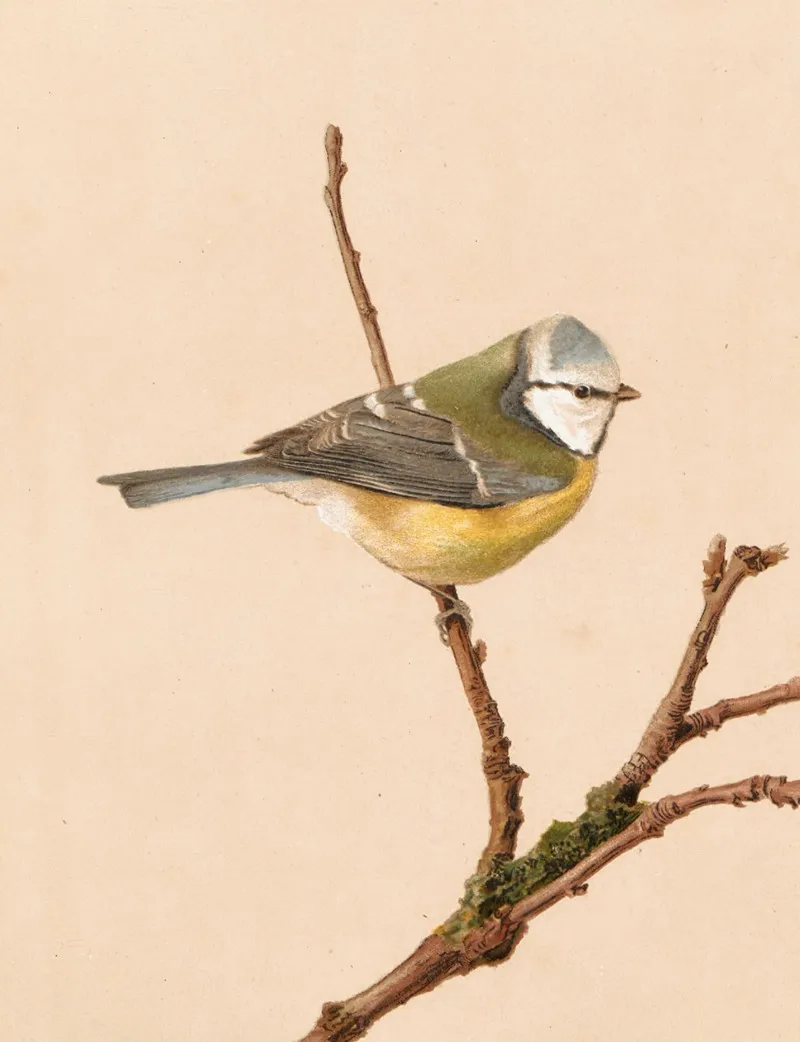 Mesange Bleue by Léo-Paul Robert - Canvas Print