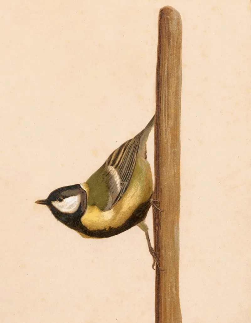 Mesange Charbonniere