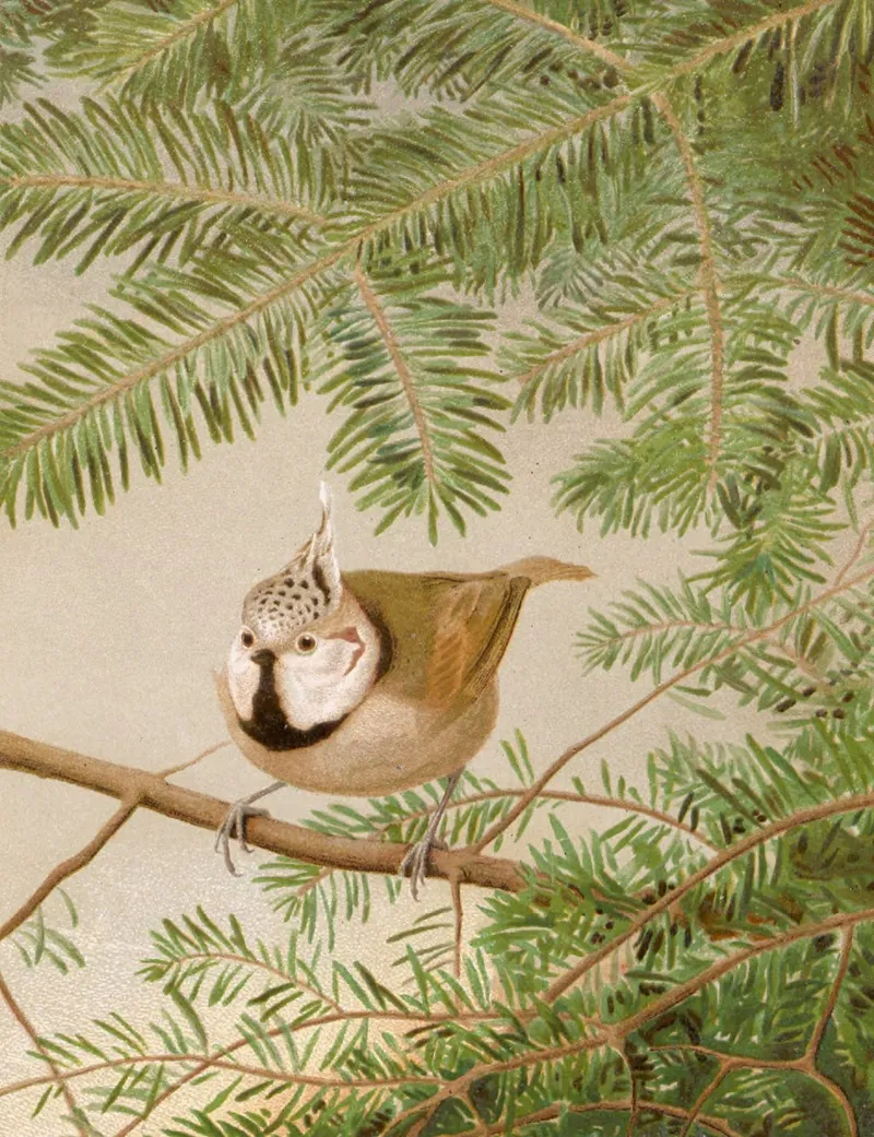 Mesange Huppee by Léo-Paul Robert - Canvas Print