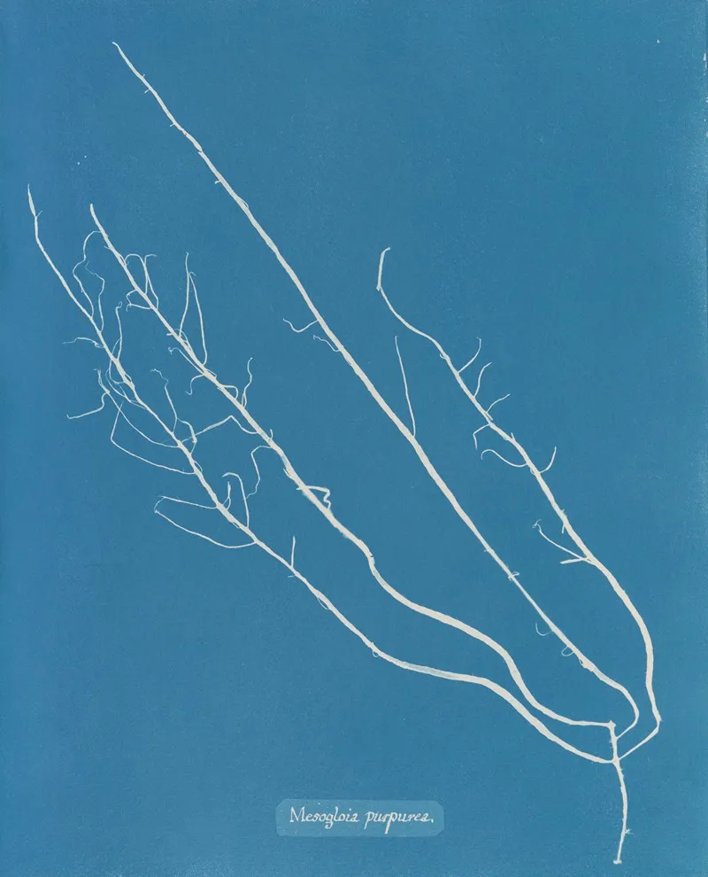 Mesogloia Purpurea 2