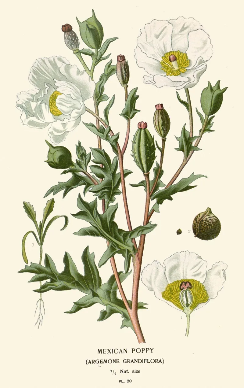 Mexican Poppy by Edward Step - Canvas Print