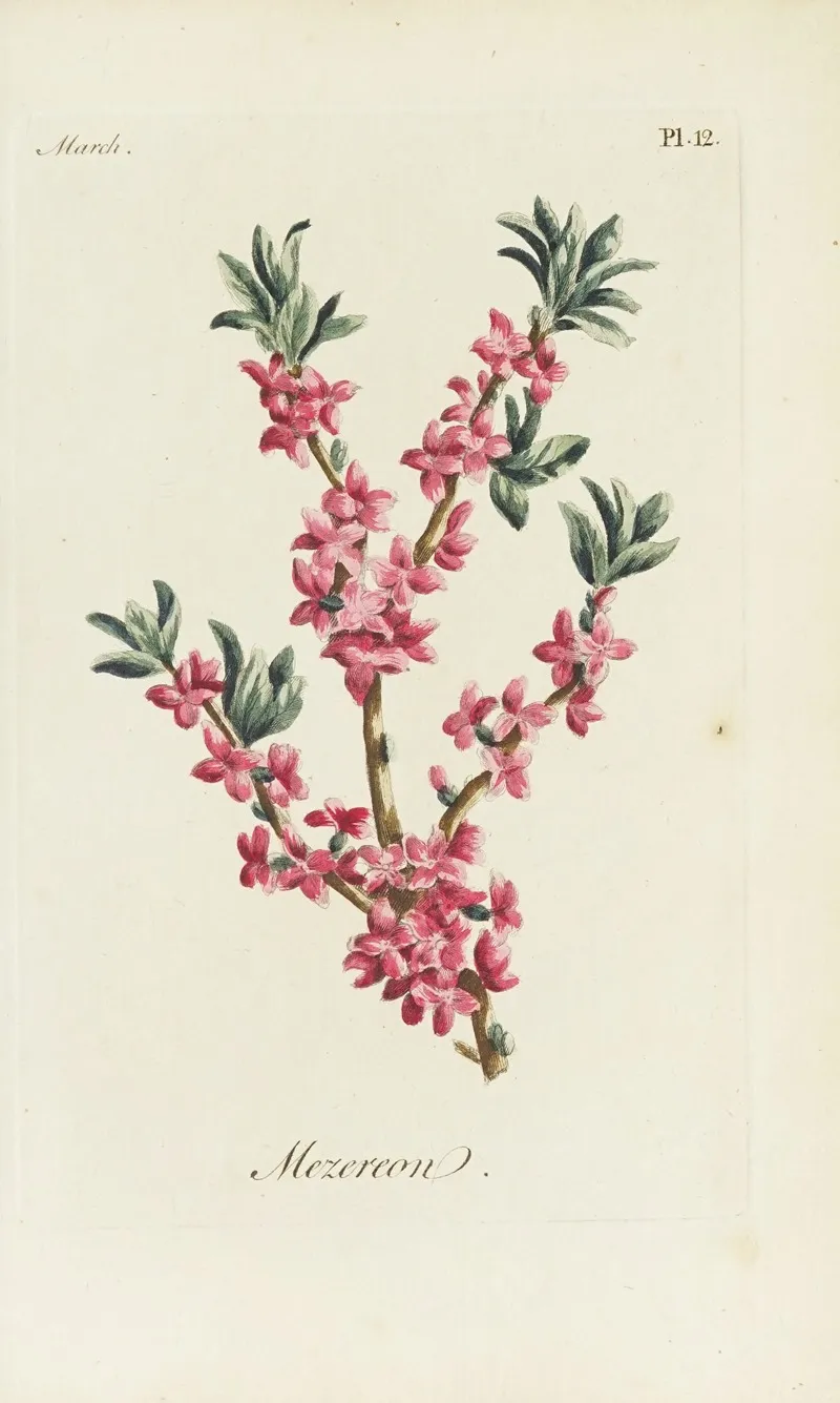 Mezereon 2 by Carington Bowles - Canvas Print