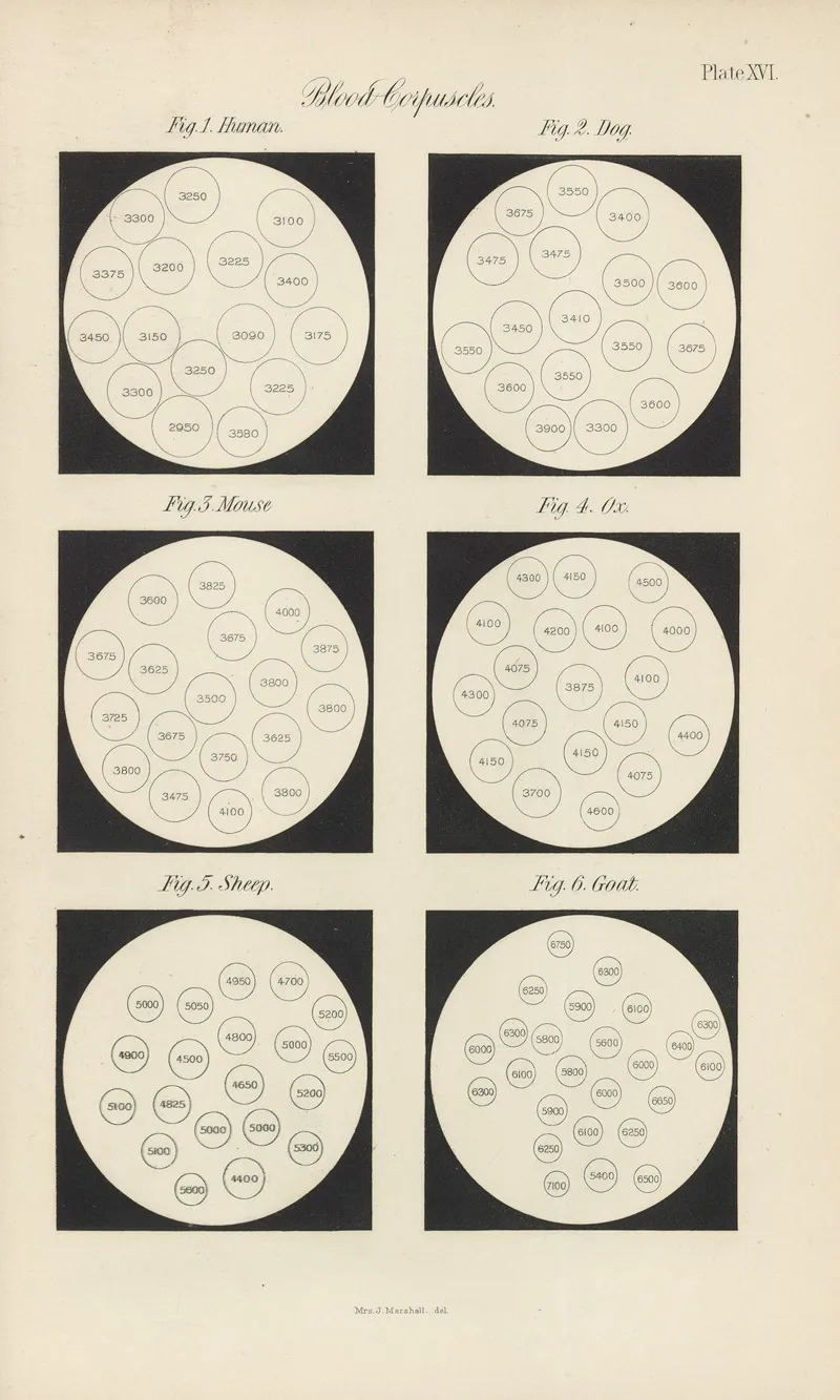Micro Chemistry Of Poisons Pl 16 by Theodore George Wormley - Canvas Print
