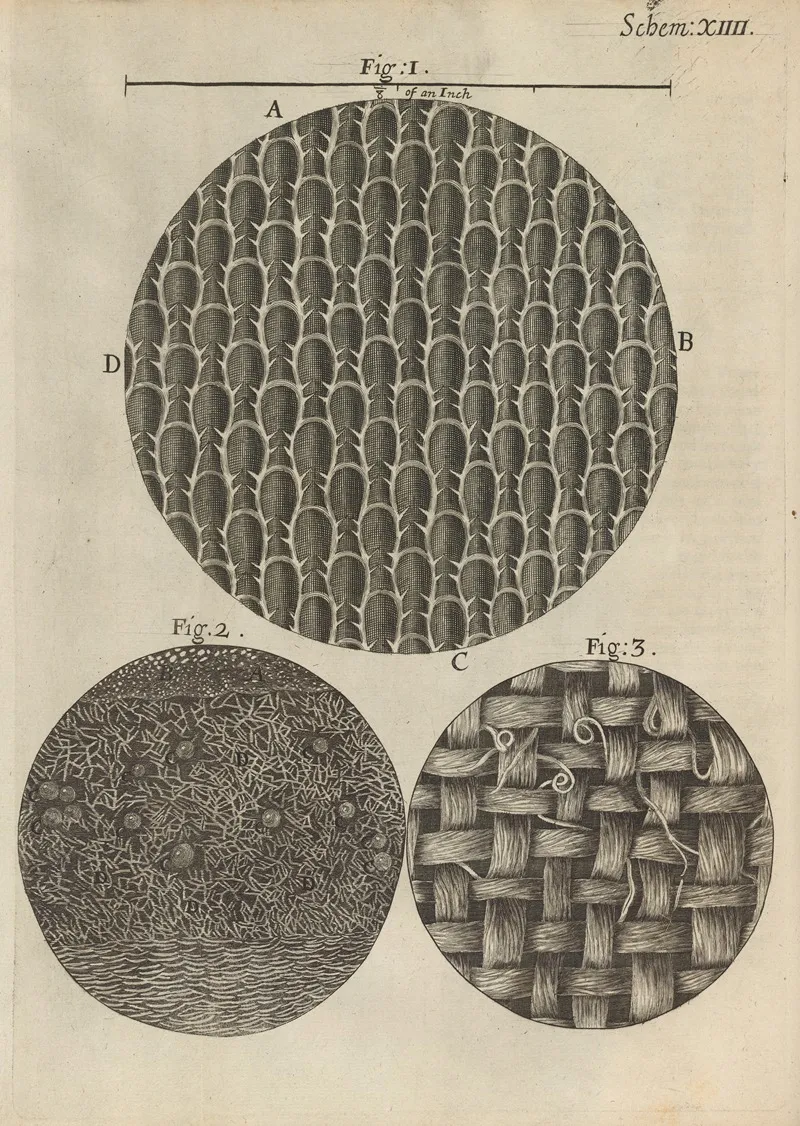 Microscopic View Of Seaweed Rosemary And Other Leaves by Robert Hooke - Canvas Print