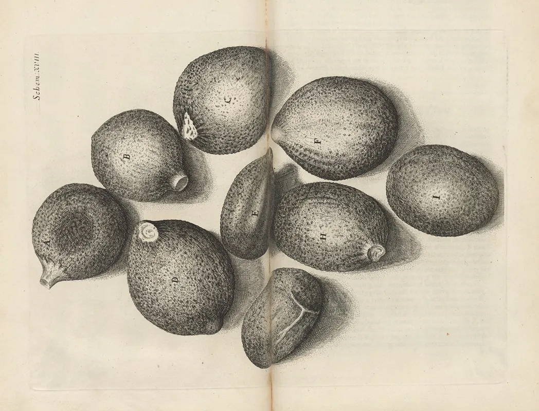 Microscopic View Of Seeds Of Thyme by Robert Hooke - Canvas Print