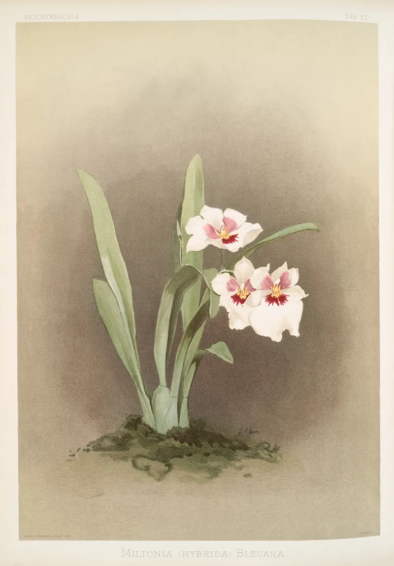 Miltonia Hybrida Bleuana by Frederick Sander - Canvas Print