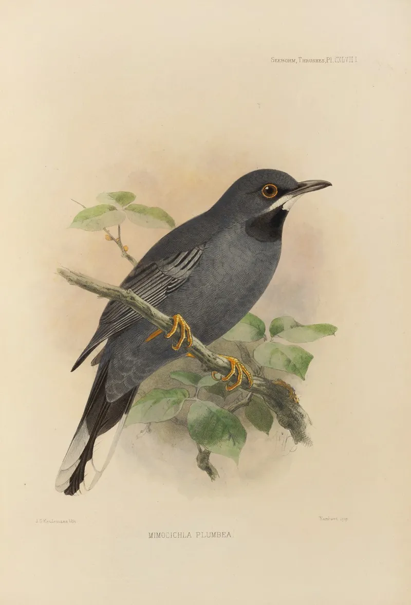 Mimocichla Plumbea by Henry Seebohm - Canvas Print