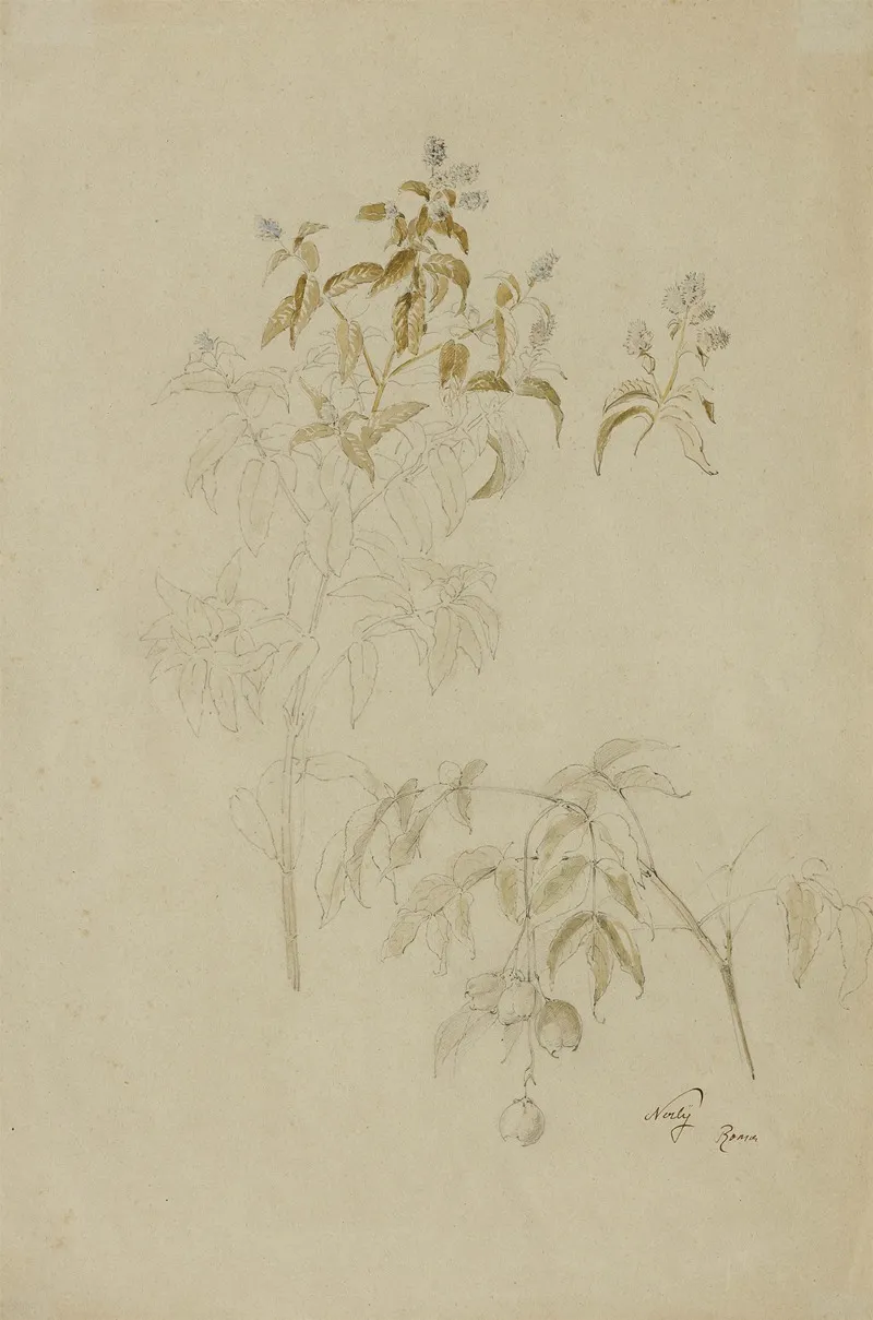 Mispeln Und Lobelien by Friedrich Nerly - Canvas Print