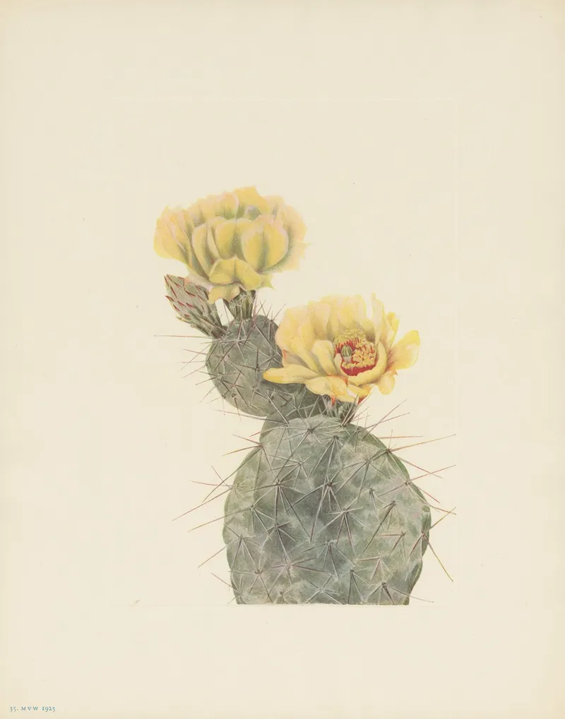 Missouri Pricklypear Opuntia Polyacantha 2