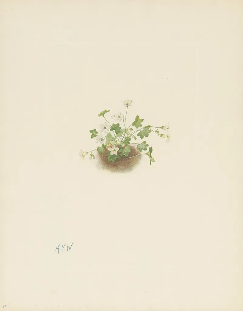 Mistmaiden Romanzoffia Sitchensis 3