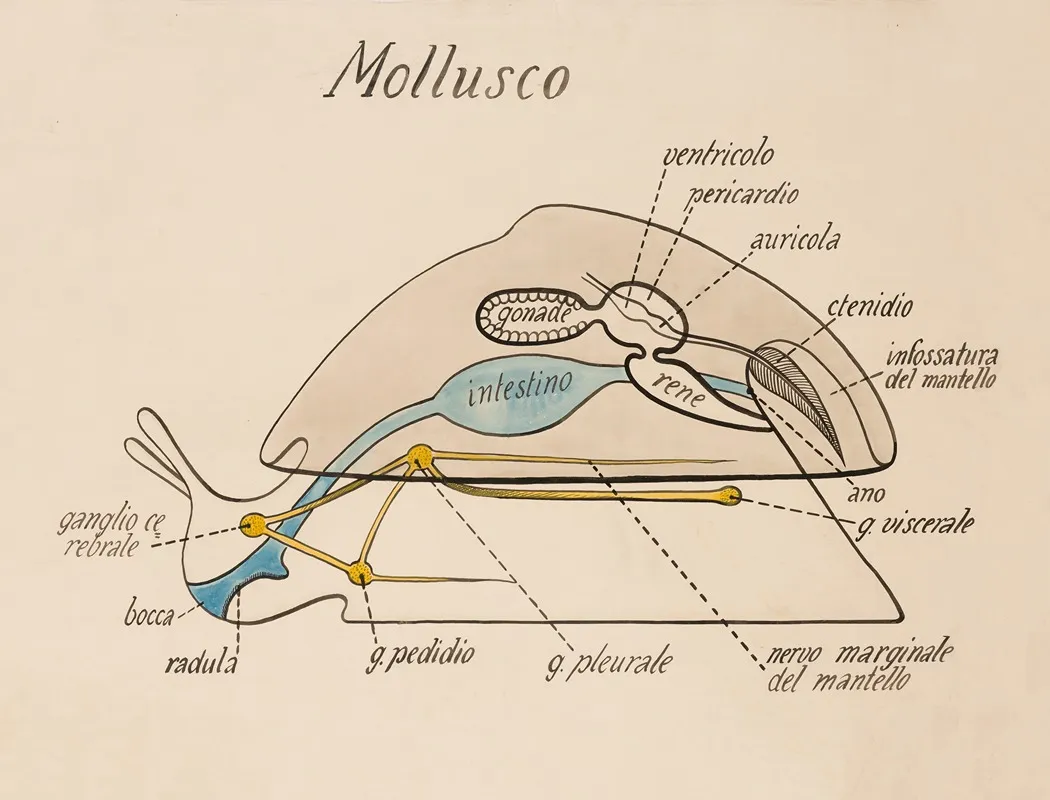 Mollusk