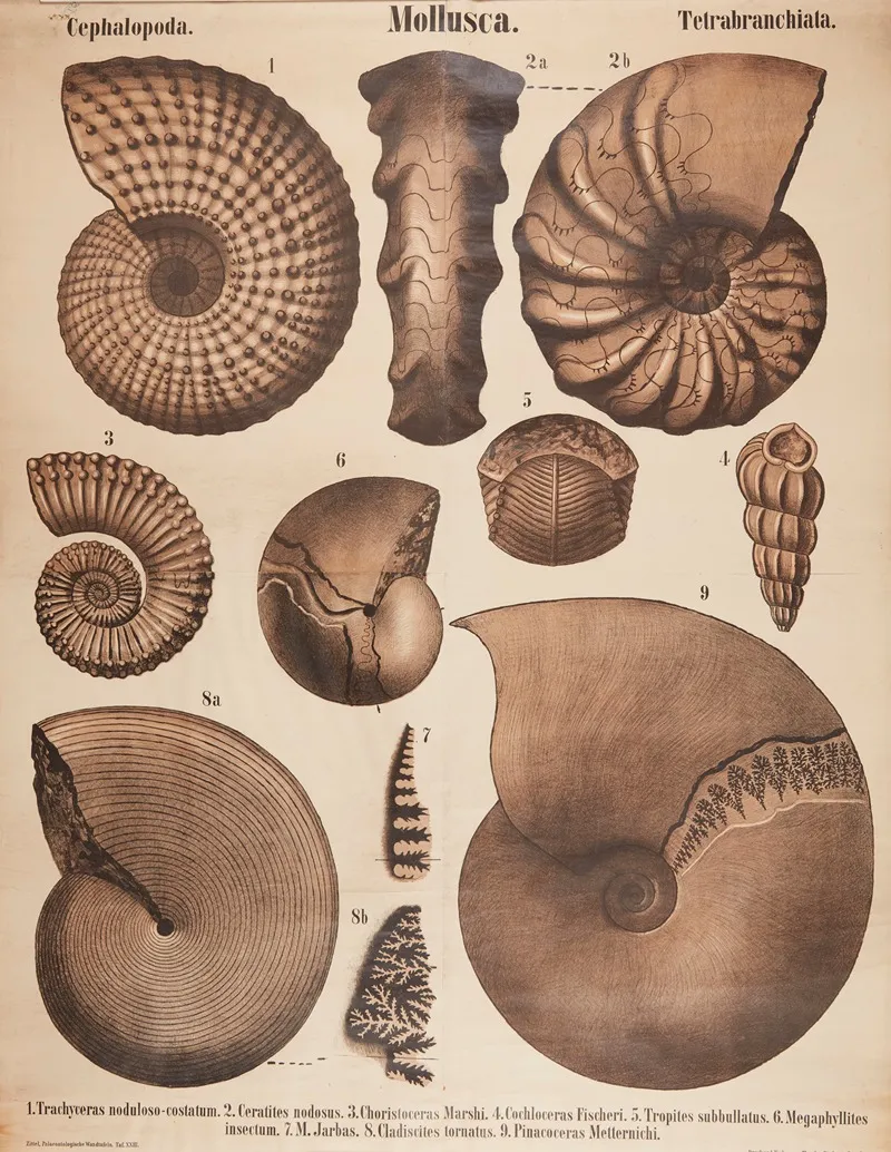 Mollusks