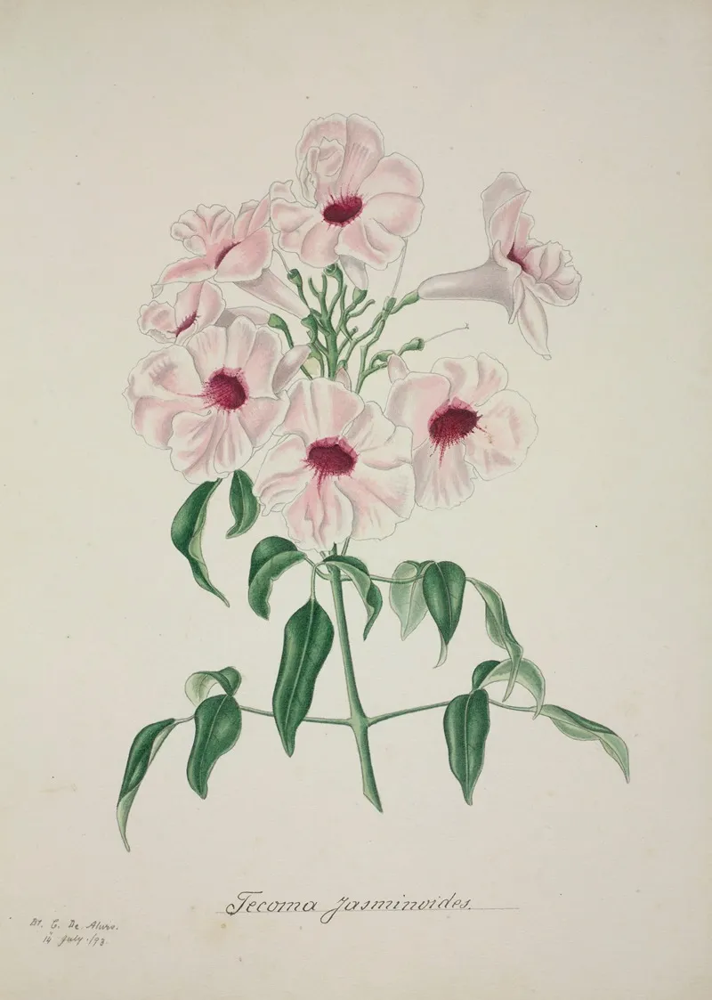 Mon Jardin A Ceylan Pl 013