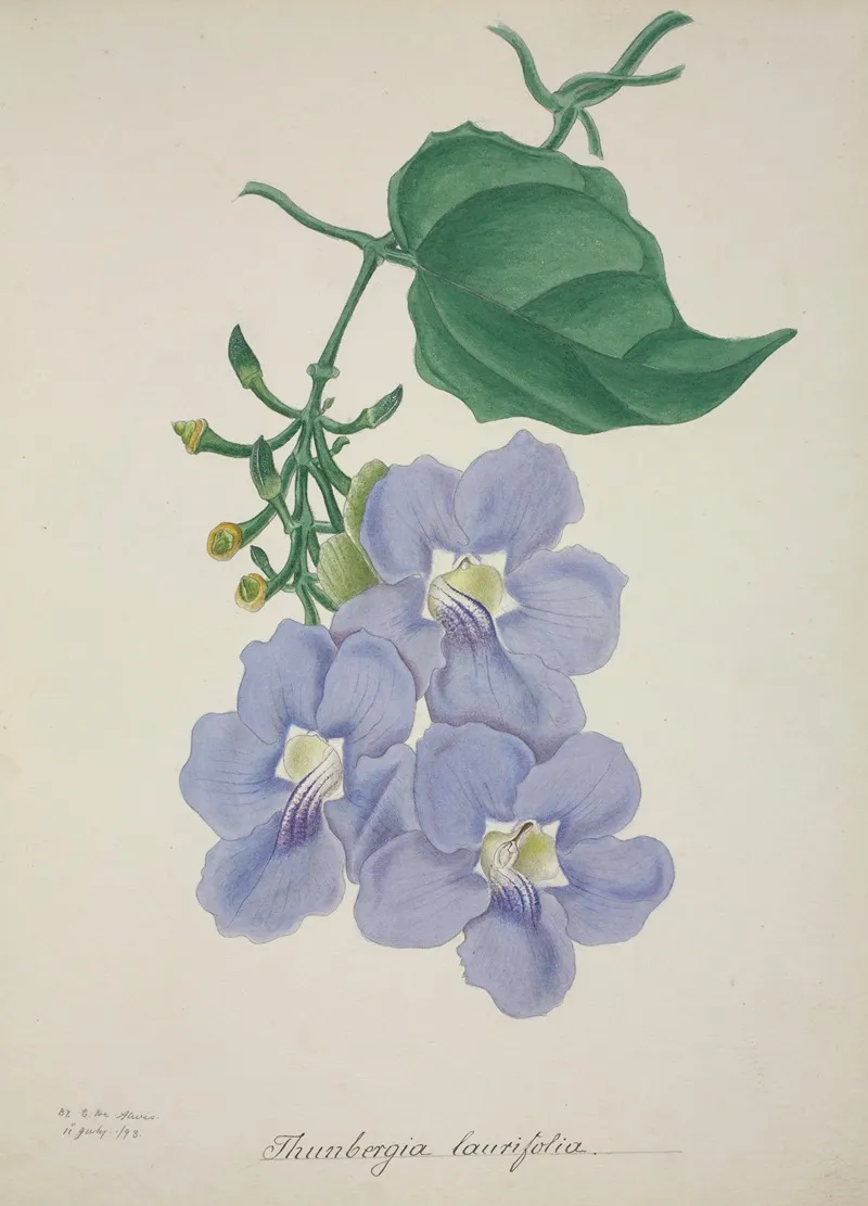 Mon Jardin A Ceylan Pl 014